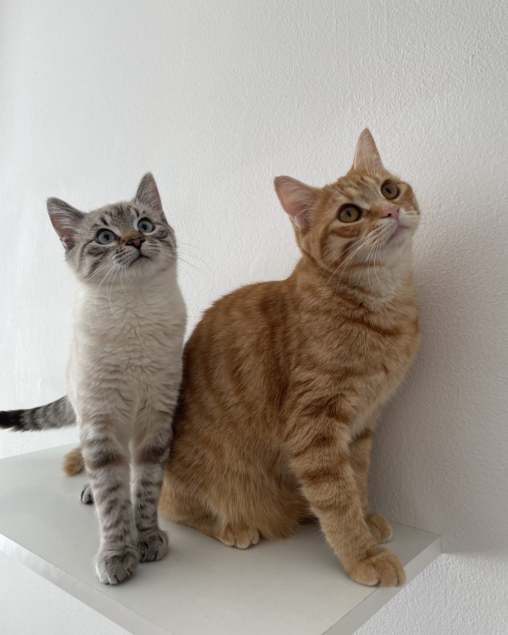 Martina con le sue gatte, i Muschietti